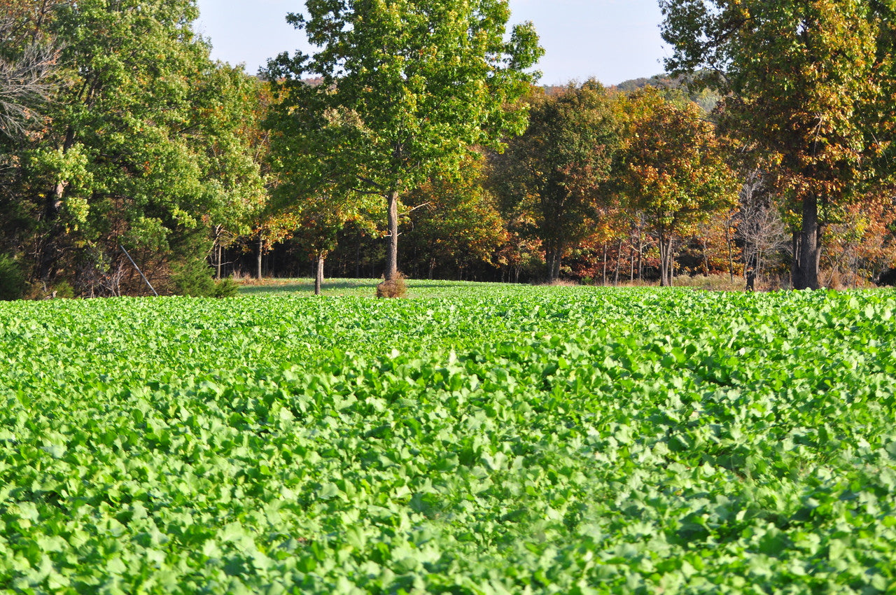 Whitetail Institute Wintergreens Seed