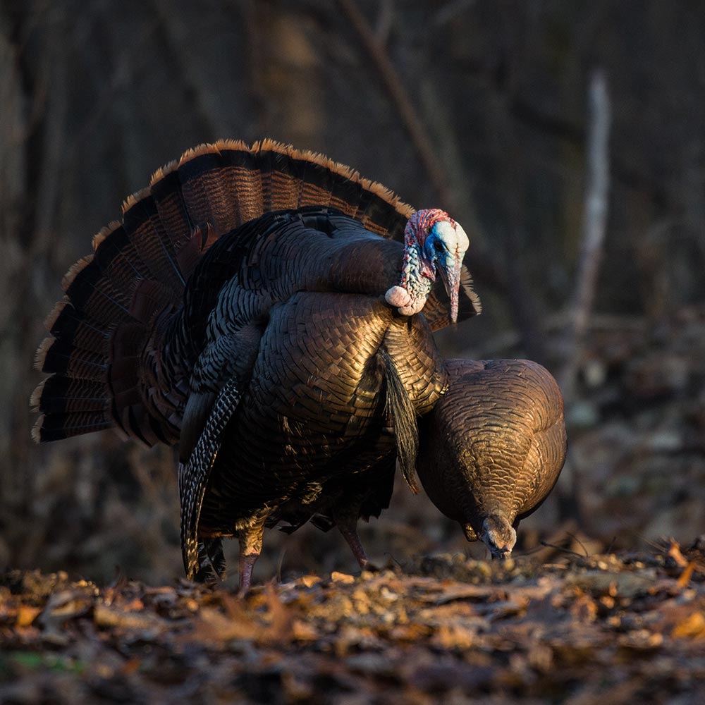 Dave Smith Decoy Feeding Hen Decoy