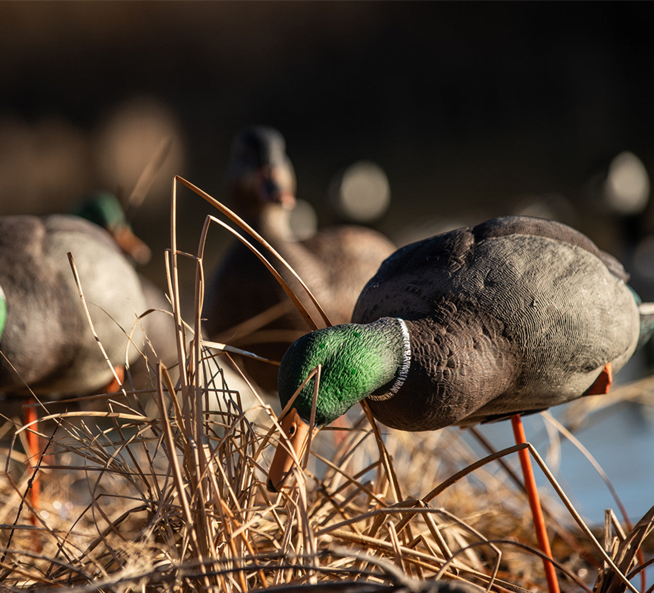AvianX AXP Fusion Duck Decoys